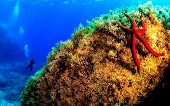 Un fondale marino