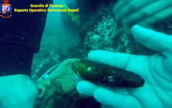 Alcuni datteri di mare